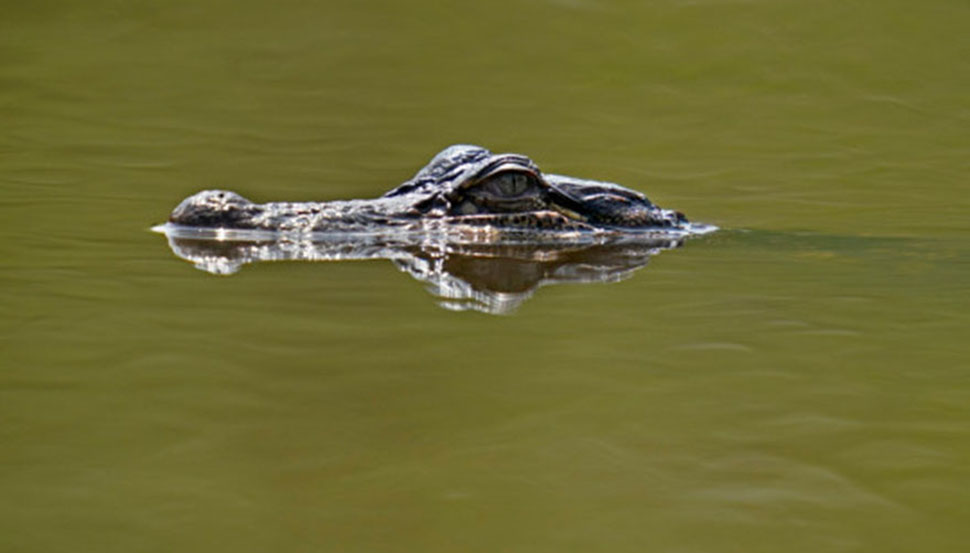 aligator 1.jpg